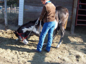 filly001